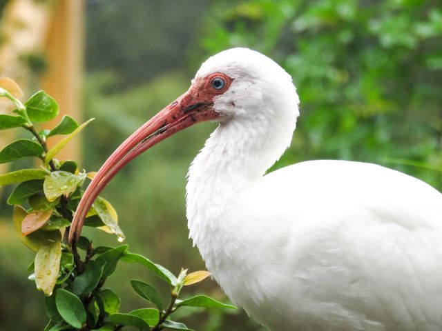 Close-up showing an elegant white ibis with a red-orange curved beak, perching on a green branch. Ideal for use in birdwatching, wildlife conservation, and educational materials about avian species and natural habitats.
