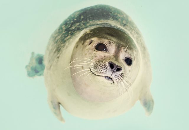 Marine Seal Swimming Underwater with Curious Expression - Download Free Stock Photos Pikwizard.com