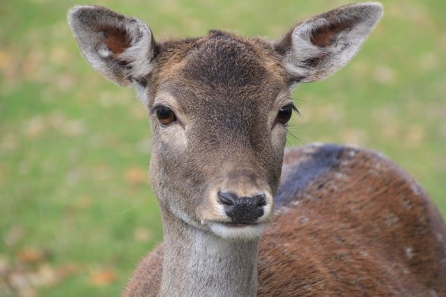 Close-Up of Deer with Grass Background - Download Free Stock Photos Pikwizard.com