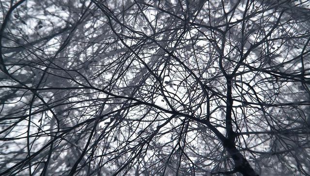 Tangled bare tree branches forming intricate silhouette web against foggy pale sky