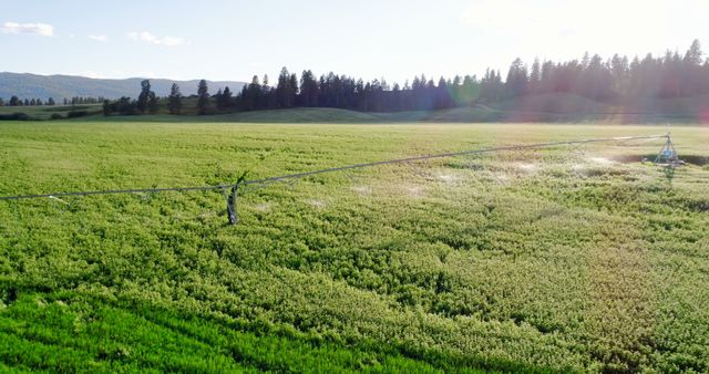 Irrigation System Spraying Water on Lush Green Field at Sunrise - Download Free Stock Images Pikwizard.com