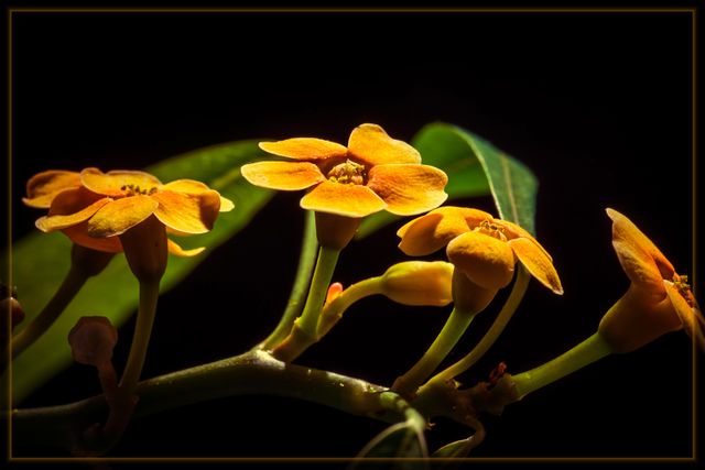 Vibrant Orange Flowers in Dramatic Lighting - Download Free Stock Photos Pikwizard.com