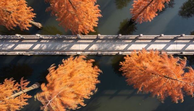 Autumn stone bridge casting railing shadows over dark pond with swirling orange trees