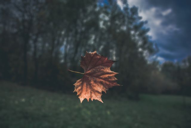 Lone autumn maple leaf softly falling in forest with cloudy sky in background. Perfect for seasonal imagery, nature blogs, peaceful scenery, environmental websites, fall promotions, or outdoor themed content marketing.