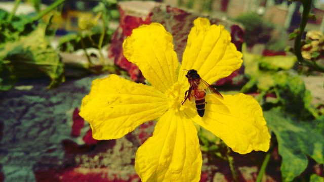 Honeybee gathering nectar from yellow flower. Ideal for illustrating pollination, ecology, or garden-related articles and educational materials. Great for use in nature conservation campaigns and environmental awareness flyers.