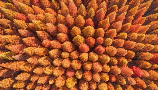 Aerial view of autumn forest canopy forming colorful mosaic of treetops and foliage