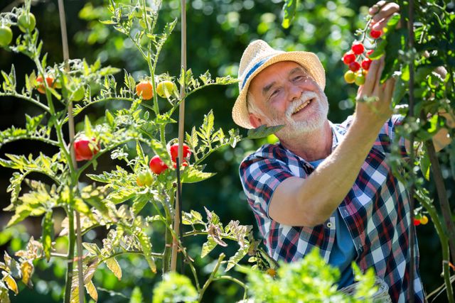 Senior Man Harvesting Cherry Tomatoes in Garden on Sunny Day - Download Free Stock Photos Pikwizard.com