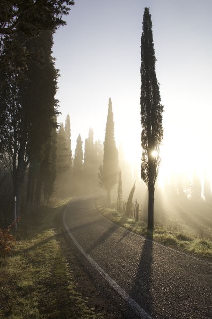 Misty morning serpentine road in Tuscany lined with towering cypress trees under the soft sunrise light. Ideal for illustrating tranquil nature scenes, travel blogs focused on Italy or Tuscany, peaceful countryside visuals, or as a serene desktop background.