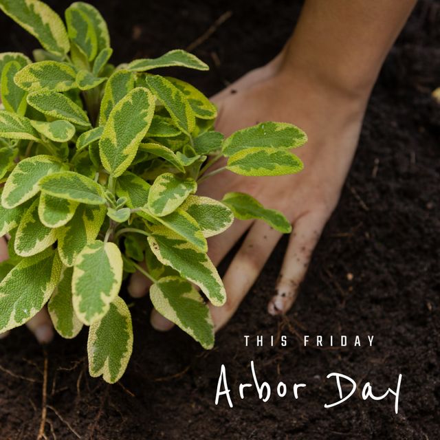 Hands Planting Seedling for Arbor Day Celebration - Download Free Stock Templates Pikwizard.com