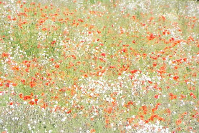 Vibrant wildflower field with red poppies and white flowers blooming in spring. Ideal for nature and gardening themes, springtime promotions, and floral backgrounds or wallpapers.