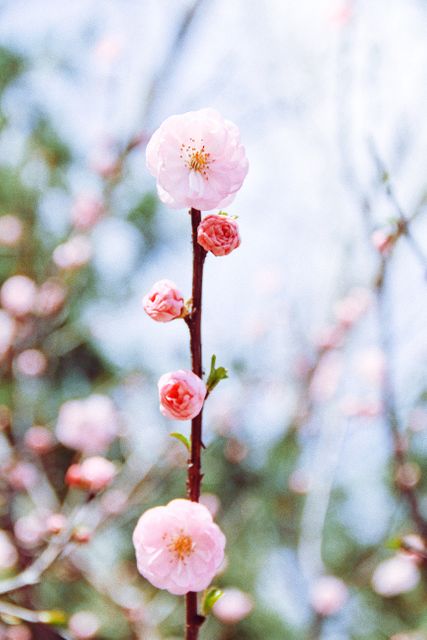 Close-up view of a pink cherry blossom branch with several blossoms and buds in different stages of bloom. The background is softly blurred, enhancing the delicate nature of the flowers. Perfect for use in nature-themed projects, spring promotions, floral designs, or peaceful wallpapers.