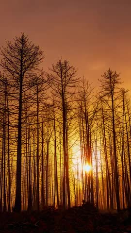 Sunset Beams Streaming Through Bare Pine Trunks in Burned Forest Vertical Video