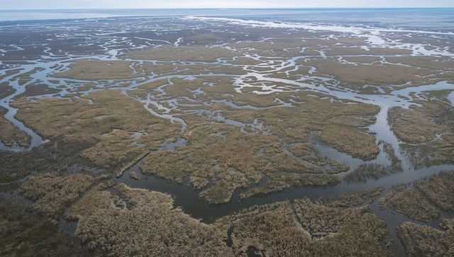Aerial tidal marsh network stretching to horizon with winding creeks and mudflats