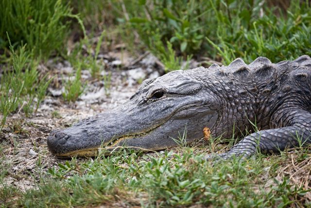 Alligator lying on bank at Kennedy Space Center in Florida, seen within nature surroundings, suitable for use in wildlife magazines, conservation awareness materials, and educational nature documentaries.