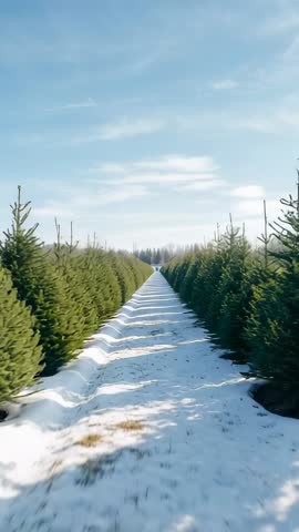 Vertical moving through Christmas tree farm on snowy lane with sunlight shadows