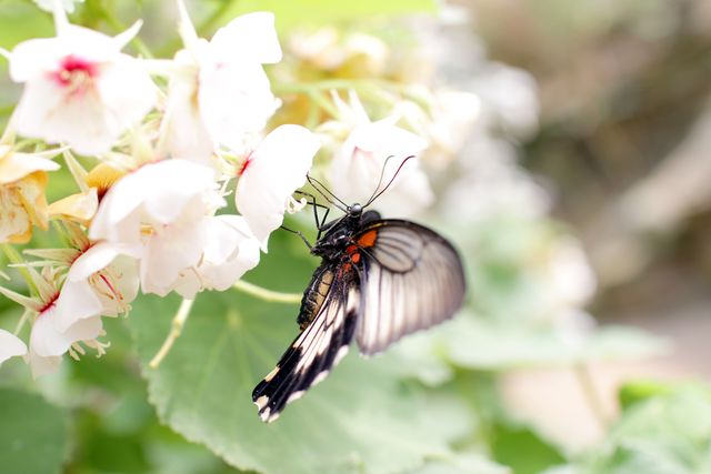 Butterfly landing on white flowers in a garden, showcasing beauty of nature and detailed close-up of butterfly wings. Perfect for nature blogs, educational materials about wildlife, environmental campaigns, and gardening websites.
