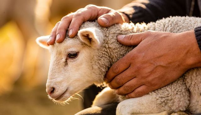Cradling lamb in golden light farmer hands petting curly wool closeup pastoral tenderness