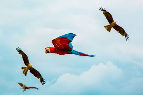 Scarlet macaw soaring among circling raptors over dramatic cloudy blue sky