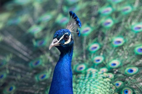 Vibrant female peacock displaying iridescent feathers