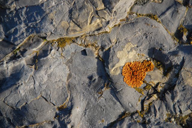 Image shows orange lichen growing on a grey stone, highlighting patterns and texture. Use for environmental studies, nature documentaries, geology presentations, backgrounds for textures, and ecological articles.