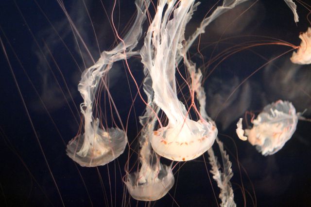 Jellyfish Gliding Gracefully in Deep Ocean Waters - Download Free Stock Photos Pikwizard.com