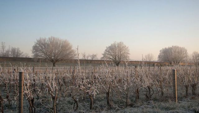 Frosted dawn vineyard with pruned vines and wooden trellis rows under pale winter sky at sunrise