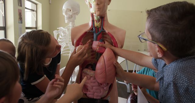 Interested caucasian children studying human body model in elementary school biology class. Science, childhood, education, learning and elementary school, unaltered.