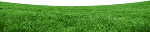 Realistic Transparent Grass Field on Clear Background - Download Free Stock Videos Pikwizard.com