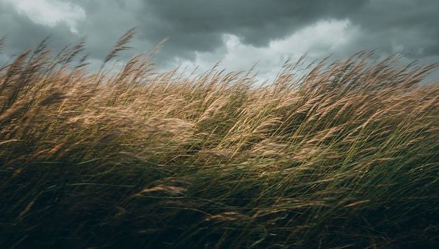 Golden tall grasses bending in strong wind under dramatic storm clouds in meadow