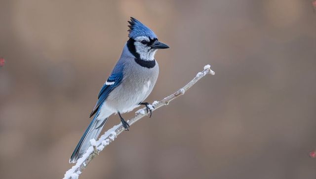 Blue jay perching on frosted twig with raised crest and vivid winter plumage, closeup portrait