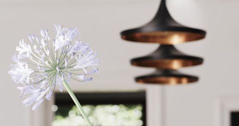 Elegant agapanthus in minimalist interior with pendant lighting