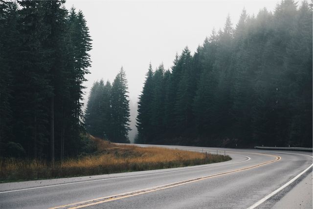 Foggy Road Through Forest With Tall Pine Trees - Download Free Stock Photos Pikwizard.com