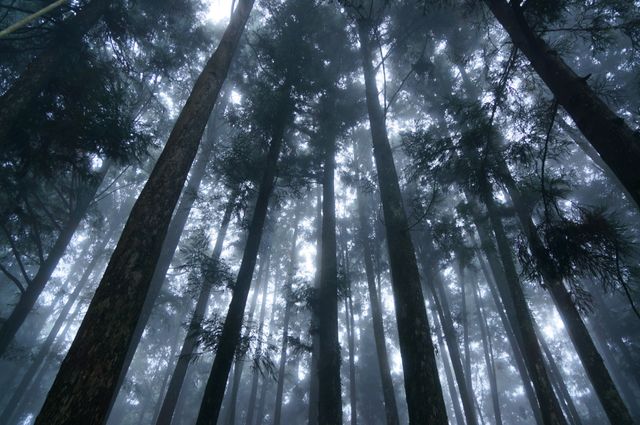 Low angle view of towering trees in a misty forest, showing serene and tranquil natural scenery. Use for nature-related themes, environmental concepts, ecology promotions, and outdoor activity advertisements.