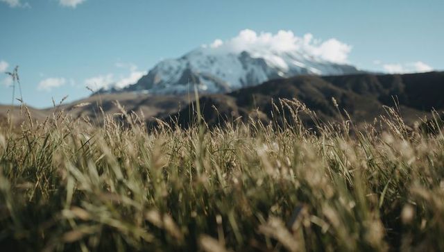 Swaying alpine grasses framing snow-capped mountain and volcanic ridge panorama
