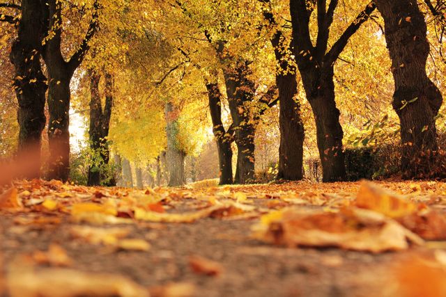Scenic Park Pathway Amidst Vibrant Autumn Trees with Fallen Leaves - Download Free Stock Photos Pikwizard.com