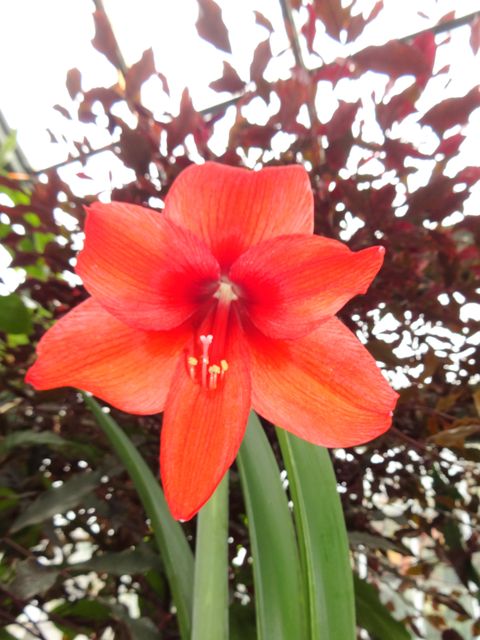 Red lily flower blooming prominently against a leafy backdrop, perfect for botanical studies, gardening websites, nature blogs or creating floral-themed designs and greeting cards.