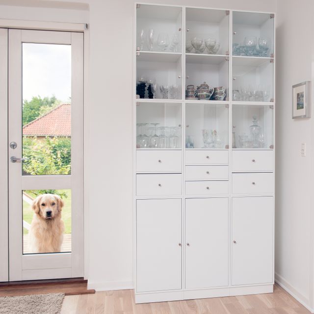 Golden Retriever waiting outside a glass door leading into a modern minimalist kitchen with white cabinetry and shelves displaying glassware and decor. Natural light enhances the clean design with an emphasis on home interiors and pet-friendly environments. Ideal for projects related to pet care, interior design, modern living, and home improvement.
