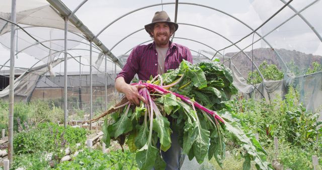 Farmer harvesting a large bundle of fresh vegetables inside greenhouse offers authentic image of organic farming. Great for use in articles on sustainable agriculture, rural lifestyles, healthy eating, and farm-to-table movements. Fit for promoting organic produce, gardening tips, or showcasing farm work.