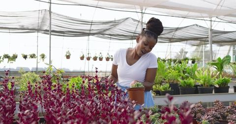 African american woman caring for plant in greenhouse