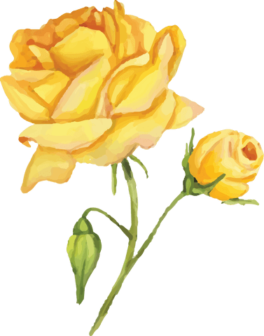 Yellow Roses Illustration on Transparent Background for Floral Design
