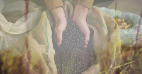 Farm Hands Harvesting Vibrant Organic Berries