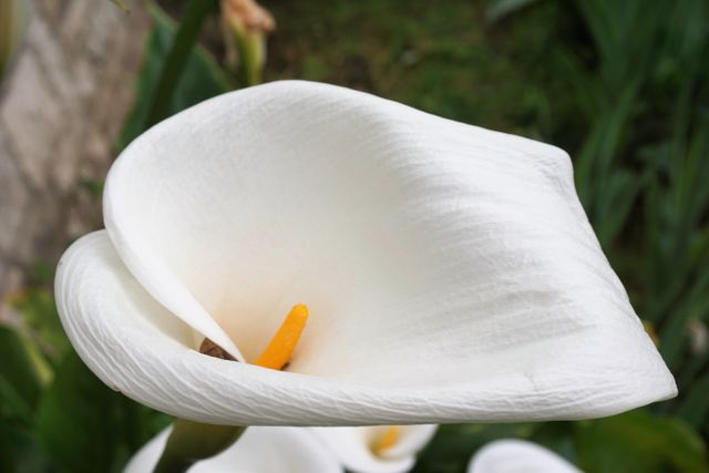 Close-up of blooming white calla lily with green foliage in a garden. Ideal for nature-themed projects, floral marketing materials, gardening magazines, springtime advertising, botanical studies, and desktop wallpapers. Depicts beauty and elegance of natural flora.