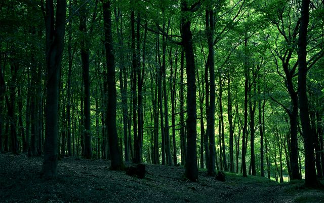 Dense Green Forest with Tall Trees in Daytime - Download Free Stock Photos Pikwizard.com