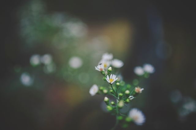 The photo showcases delicate white flowers with green stems against an out-of-focus background, invoking a sense of tranquility and peace. This image is ideal for use in projects related to nature, gardening, floral designs, or as a calming background for various print and digital media.