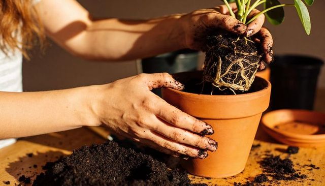 Female hands potting houseplant into terracotta pot, soil-covered fingers, warm sunlight