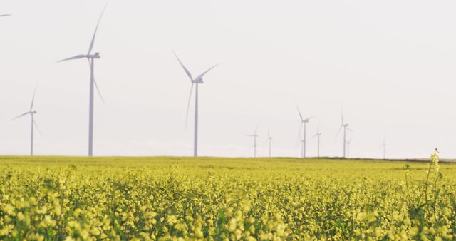 Wind turbines standing tall in a vast field of blooming yellow flowers under a clear sky. Perfect for illustrating concepts related to renewable energy, sustainability, eco-friendly practices, and the harmony between nature and technology. Ideal for use in green energy campaigns, environmental awareness promotions, and sustainable agriculture themes.