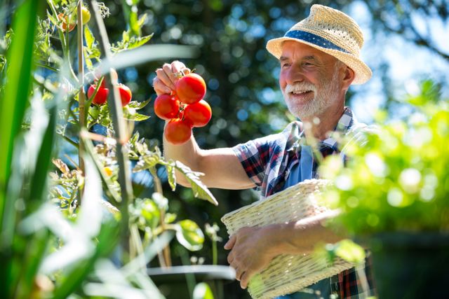 Senior man checking vegetables in the garden on a sunny day