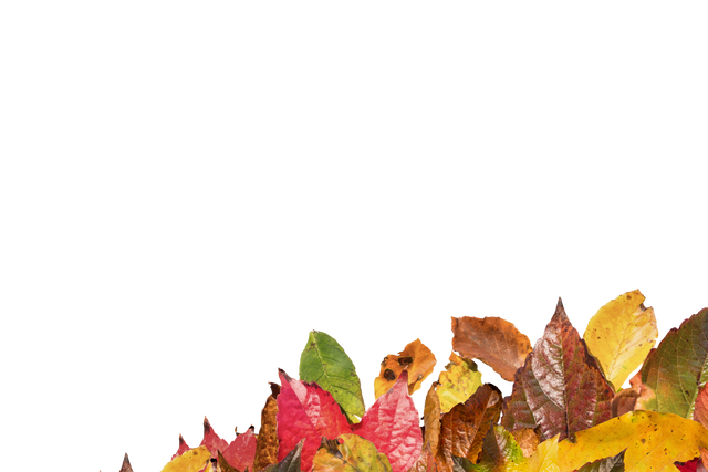 Colorful Fall Leaves with Copy Space on Transparent Background - Download Free Stock Videos Pikwizard.com