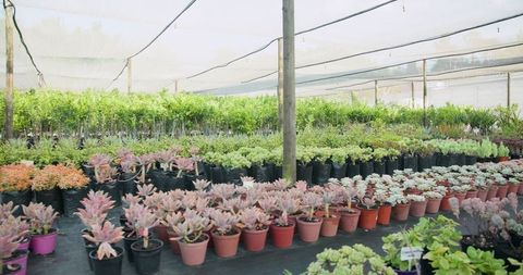 Variety of Succulents in Colored Pots at Outdoor Nursery