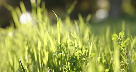 Sunlit grass blades glowing with dew backlit meadow morning calm bokeh and soft green foliage